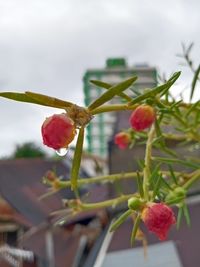 Close-up of red berries on plant