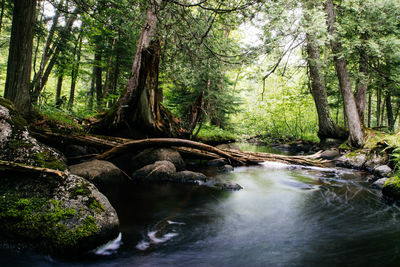 River flowing through forest