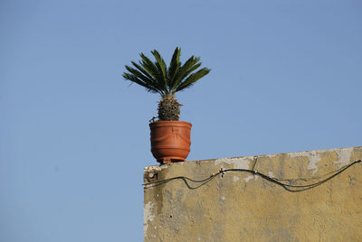 Low angle view of potted plant against blue sky