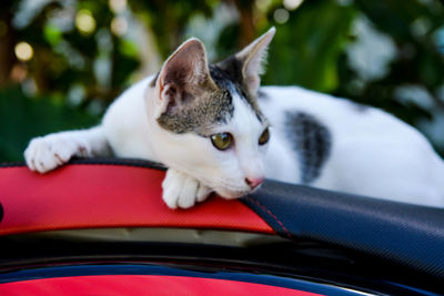 Cat in car