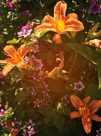 Close-up of flowers blooming outdoors