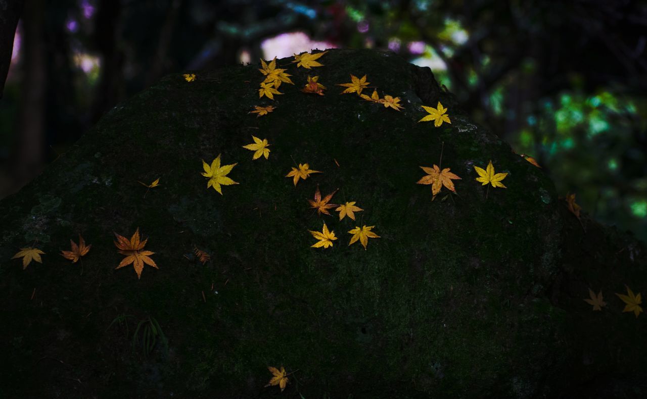 tree, leaf, plant, yellow, sunlight, nature, branch, green, autumn, no people, darkness, light, focus on foreground, outdoors, forest, flower, celebration, plant part, macro photography, close-up, christmas tree, beauty in nature, land