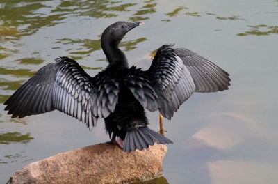 Bird flying over lake