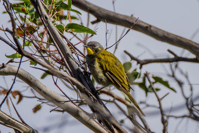 Bird perching on a branch