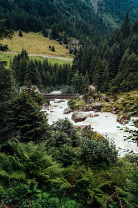 Scenic view of river flowing through forest