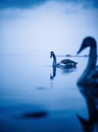 Close-up of swan swimming in lake