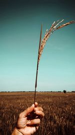 Hand holding corn field against clear sky