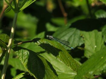 Close-up of insect on leaf