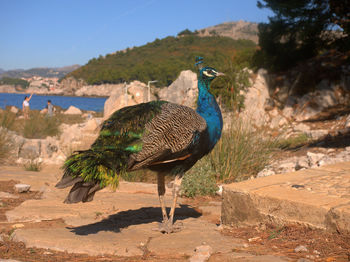 Birds on rock against blue sky