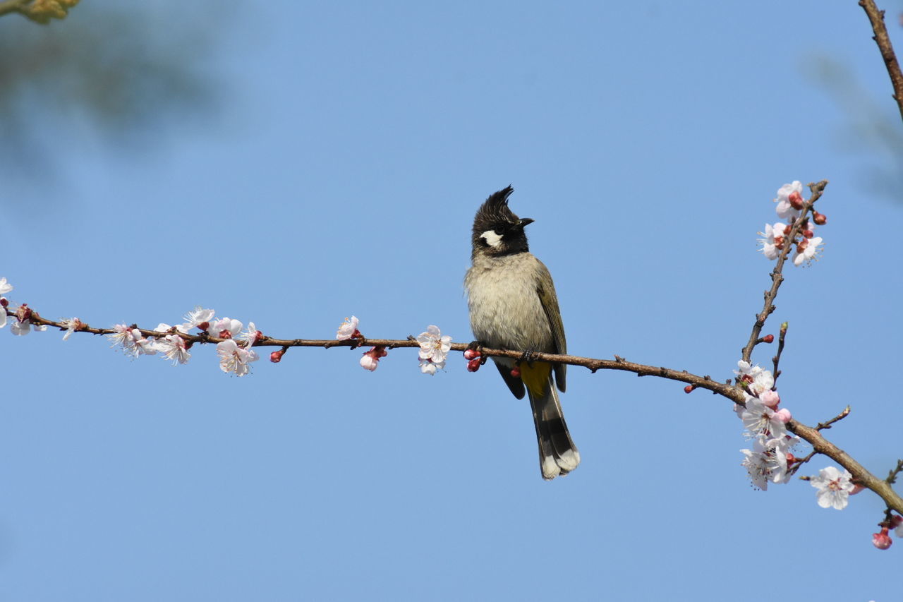 LOW ANGLE VIEW OF BIRDS PERCHING ON BRANCH