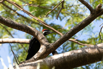 Low angle view of bird perching on tree