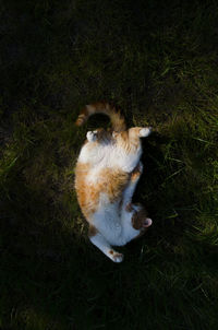 High angle view of cat on field