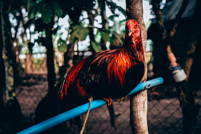 Close-up of rooster on tree trunk