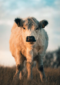 Close-up of cow