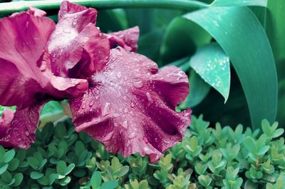 Close-up of wet pink rose flower