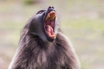 Close-up of baboon yawning