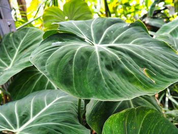 Close-up of green plant