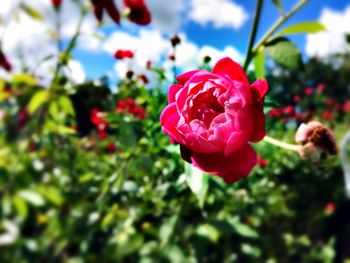 Close-up of pink rose blooming outdoors