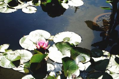 High angle view of lotus water lily in pond