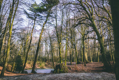 Bare trees in forest against sky