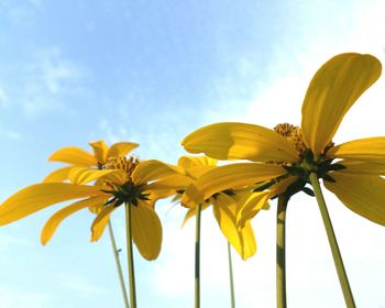 Low angle view of yellow flowers against sky