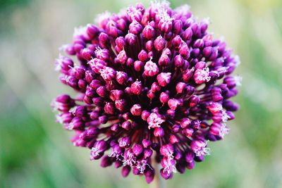 Close-up of pink flowers