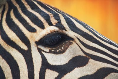 Close-up of zebra