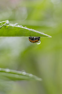 Close-up of insect on leaf