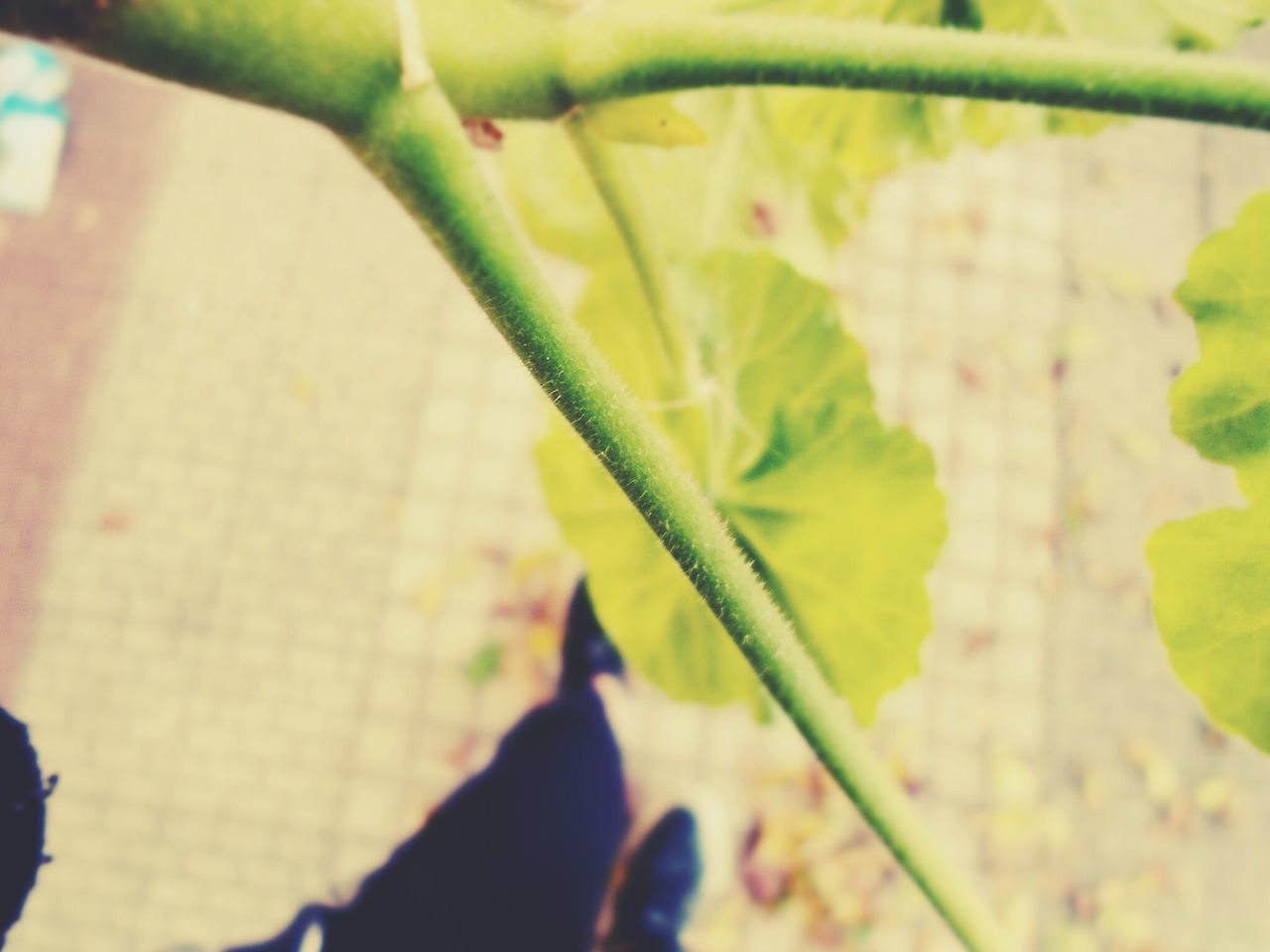 leaf, green color, plant, growth, focus on foreground, close-up, selective focus, nature, sunlight, day, one animal, outdoors, leaf vein, animal themes, green, shadow, leaves, stem