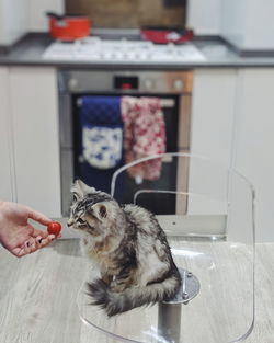 View of a hand holding cat at home