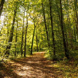 Footpath amidst trees in forest