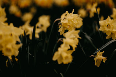 Close-up of daffodils