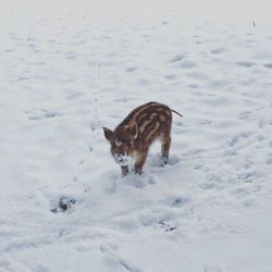 Turtle on field during winter
