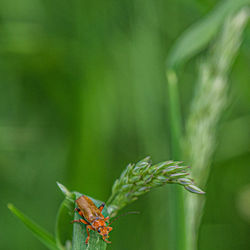 Close-up of insect on plant