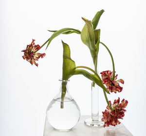 Close-up of flower vase on table against white background