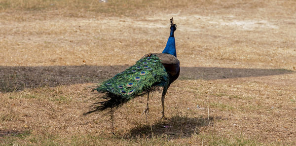 View of peacock on field