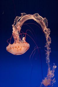 Close-up of jellyfish swimming in sea