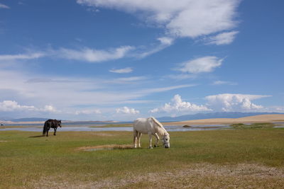 Horses grazing on field against sky