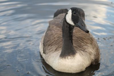 Close-up of canada goose swimming on lake