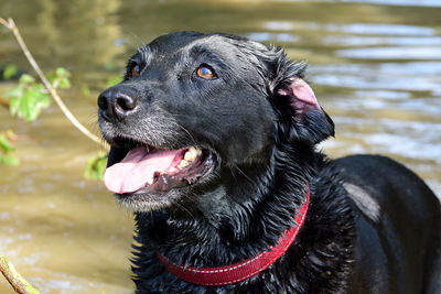 Portrait of a wet black labrador retriever standing by the waters edge 