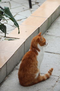 High angle view of cat sitting on footpath