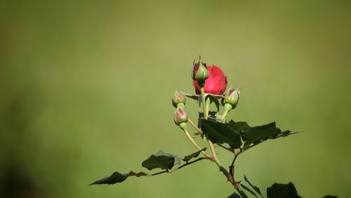 Close up of red flower