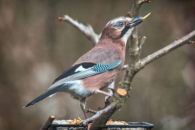 Close-up of bird perching on branch