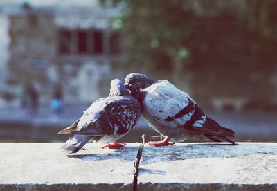 Pigeon perching on retaining wall
