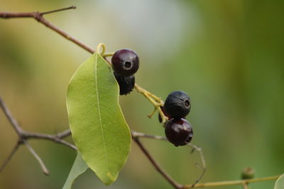 Close-up of black fruit on plant