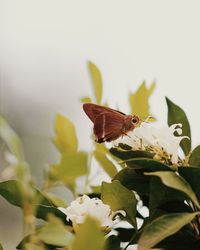 Close-up of butterfly on flower