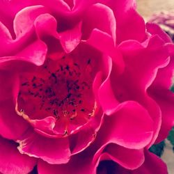 Close-up of pink rose