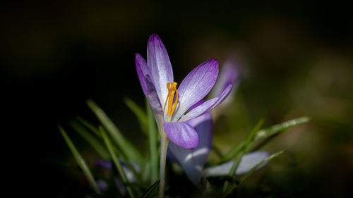 Close-up of purple crocus flower