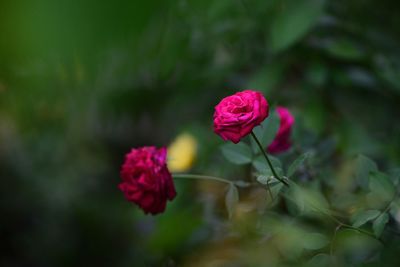 Close-up of pink rose