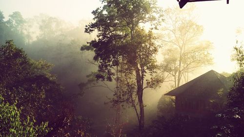 Trees in foggy weather